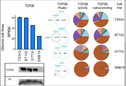 TOP2B expression determined by RNA-seq and Western blot.jpg